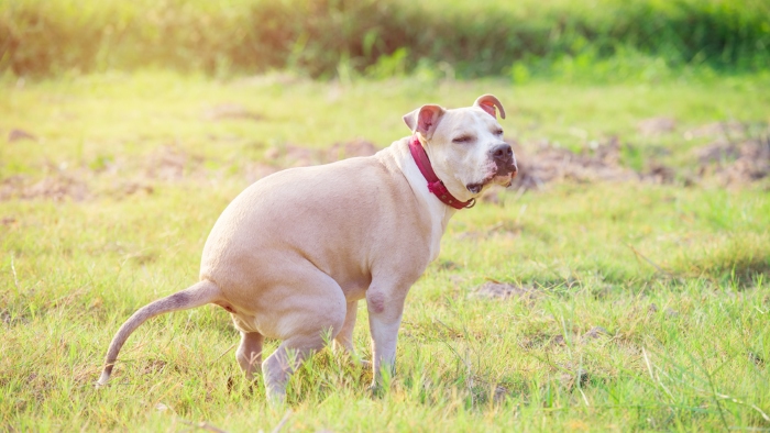 White Dog Poop